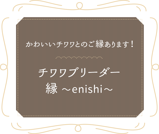 かわいいチワワとのご縁あります！チワワブリーダー　縁～enishi～