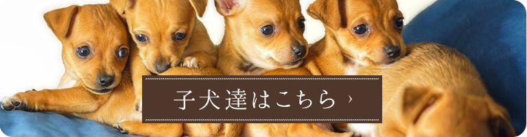 子犬達はこちら